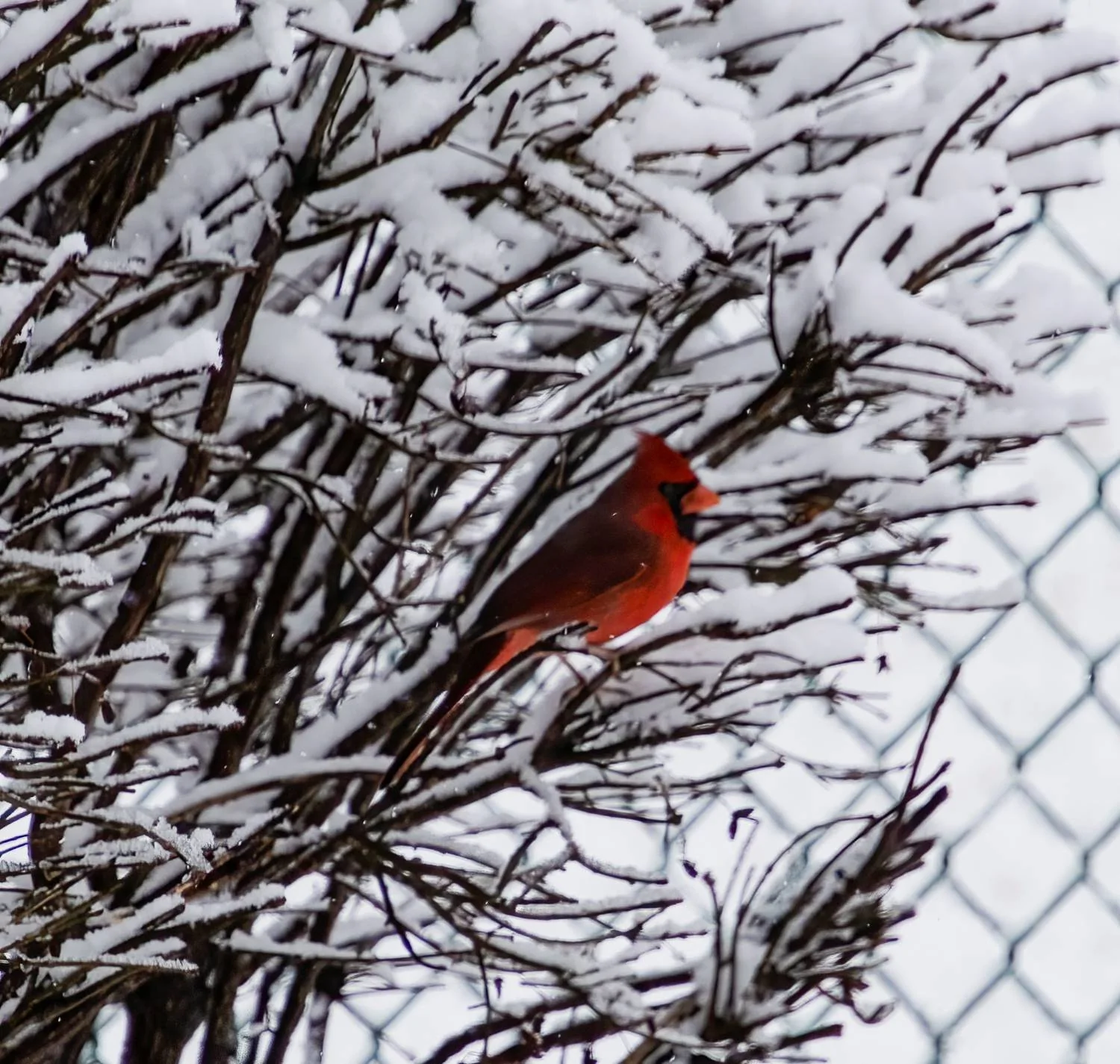 cardinal 1.20.23 small.webp