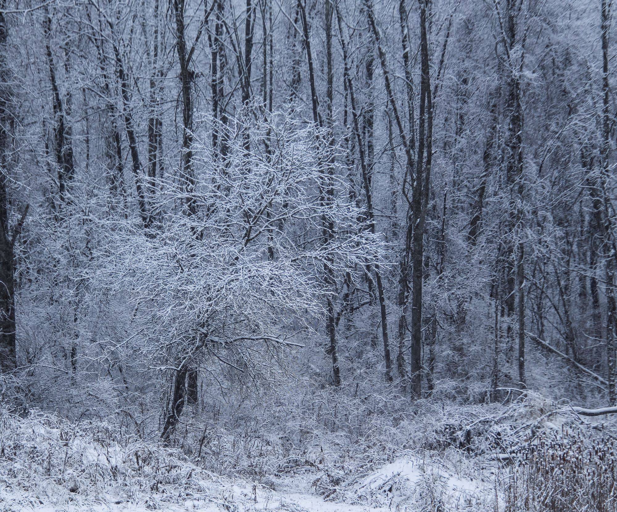 snow 1.20.23.b small.jpg