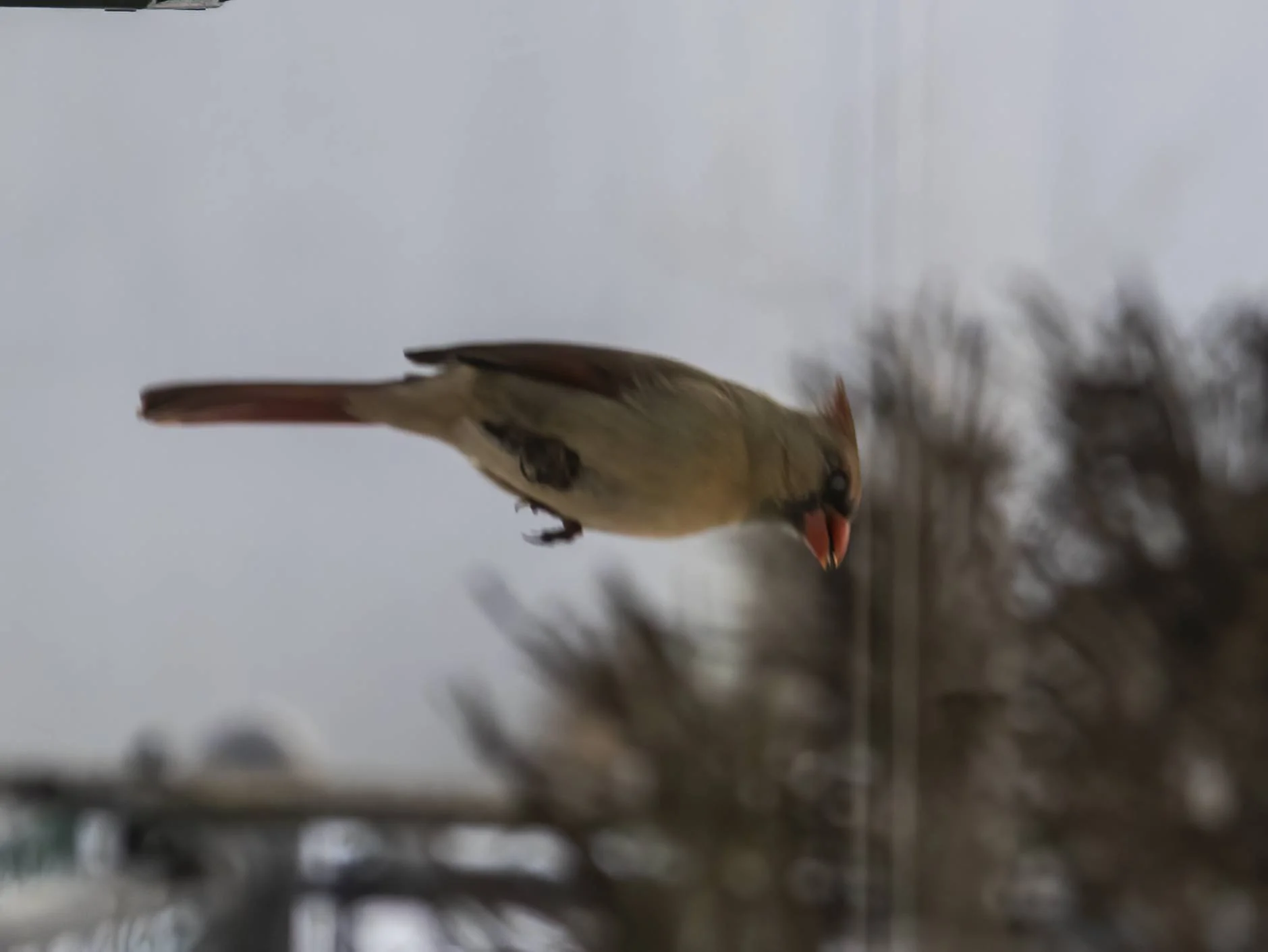 cardinal 2.3.23.webp