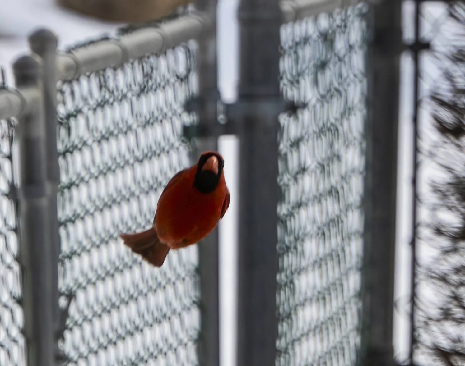 cardinals 2.3.23c.webp