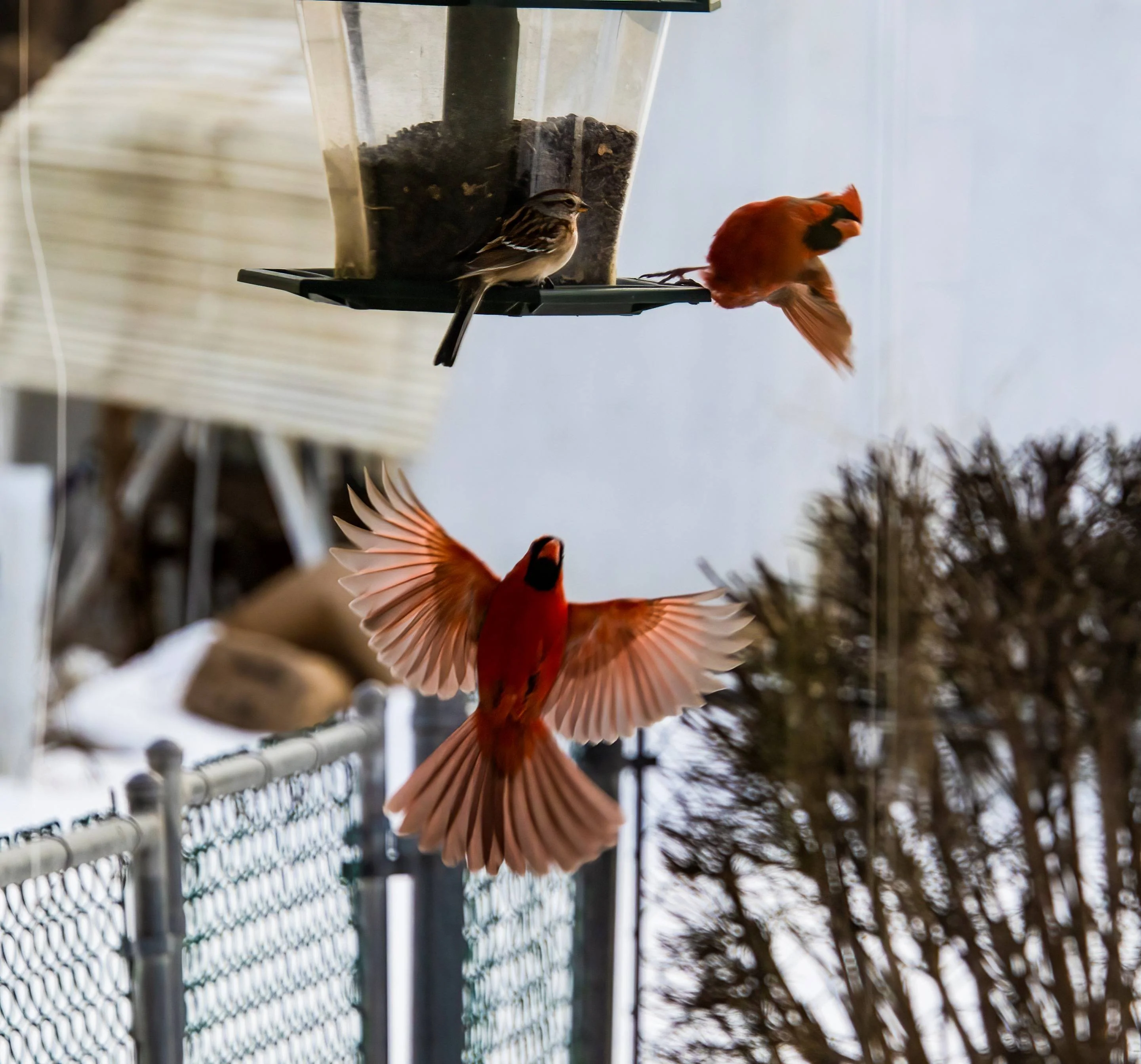 cardinals 2.3.23b small.webp