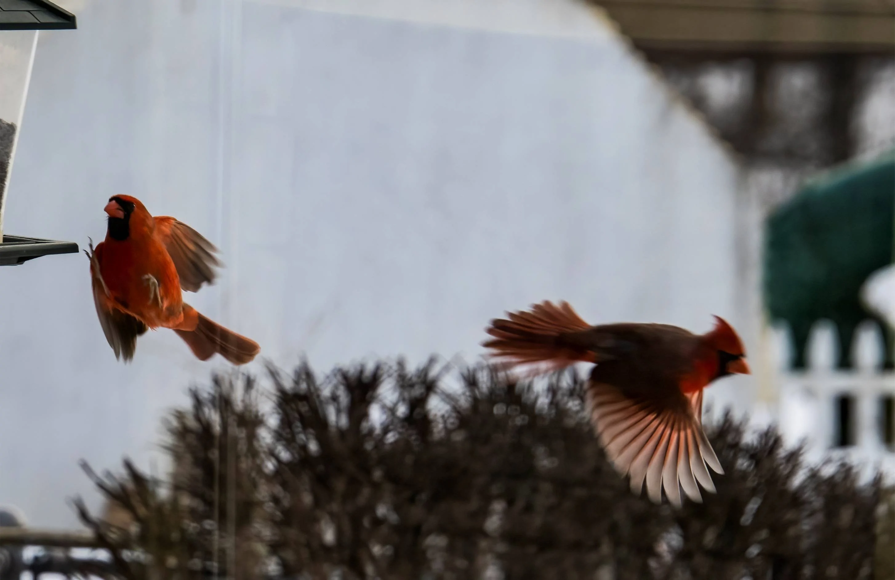 cardinals 2.3.23 small.webp