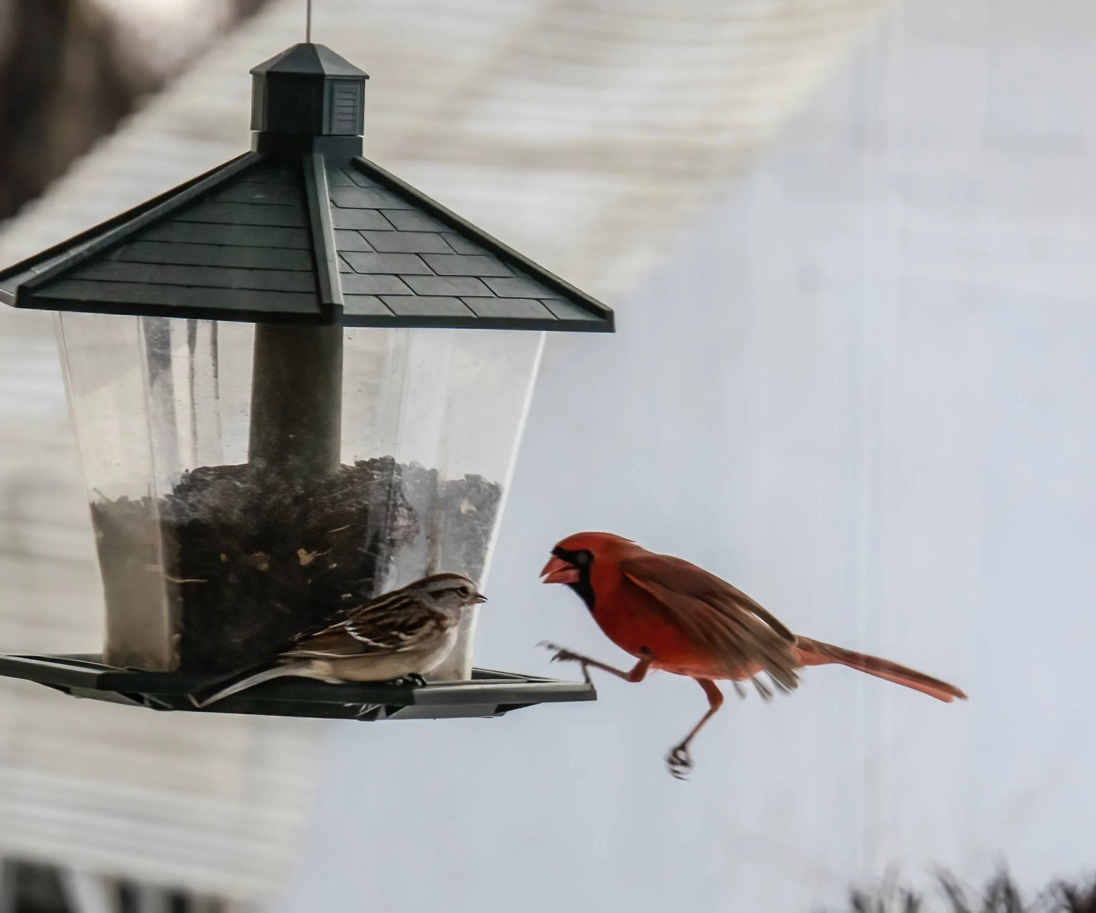 cardinals 2.3.23d small.webp