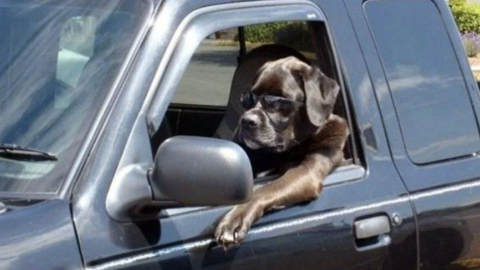 dog-driving-car-HERO-960x540.webp