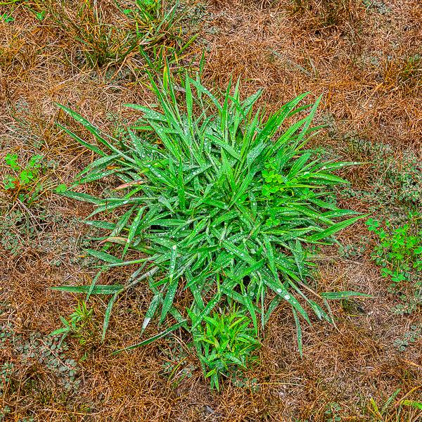 crabgrasspatchwithclover.jpg