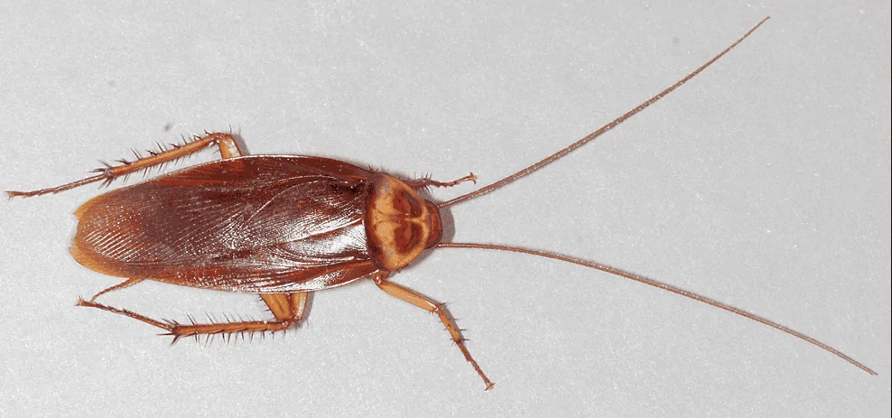 Amerioan Cockroach .webp