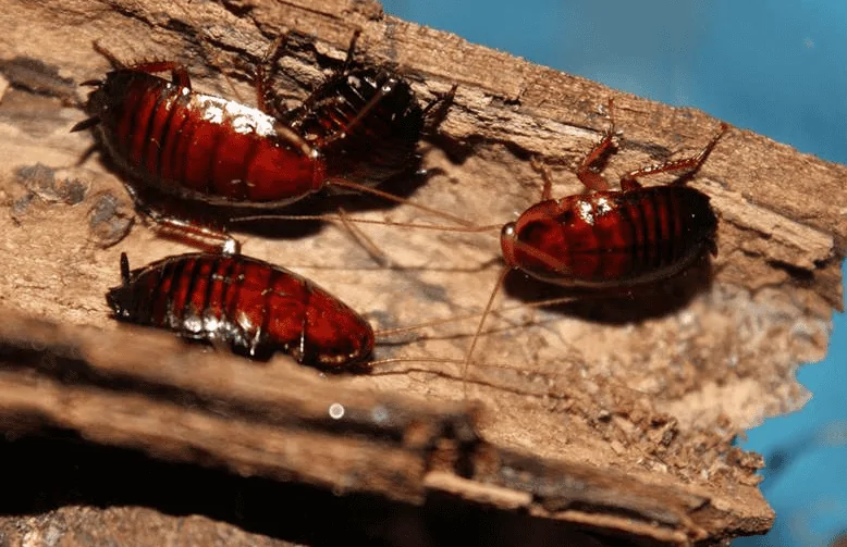 Palmetto bug .webp