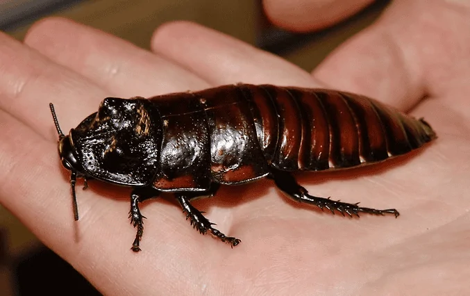 Palmetto bug 1.webp