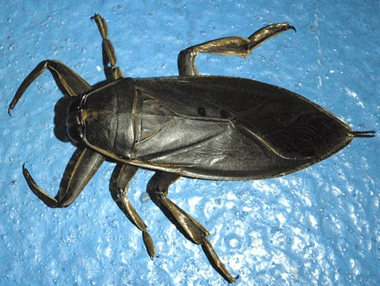 waterbug.webp