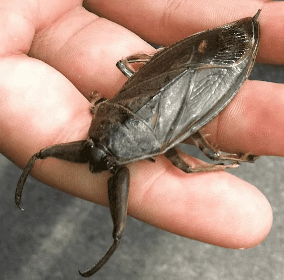 waterbug1.webp