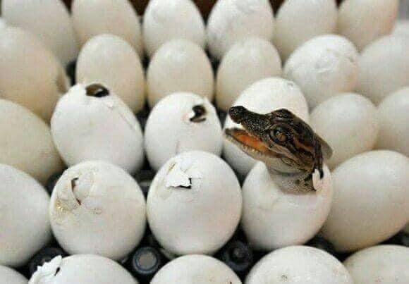 230220.gator.egg.d.jpg