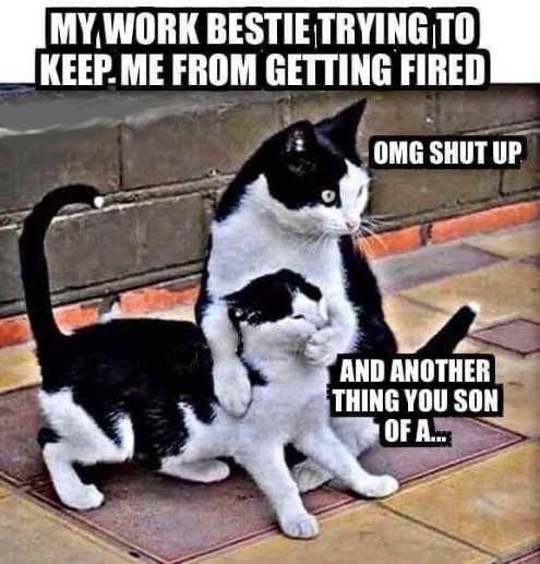 cat-shut-up-work-bestie-fired.jpg