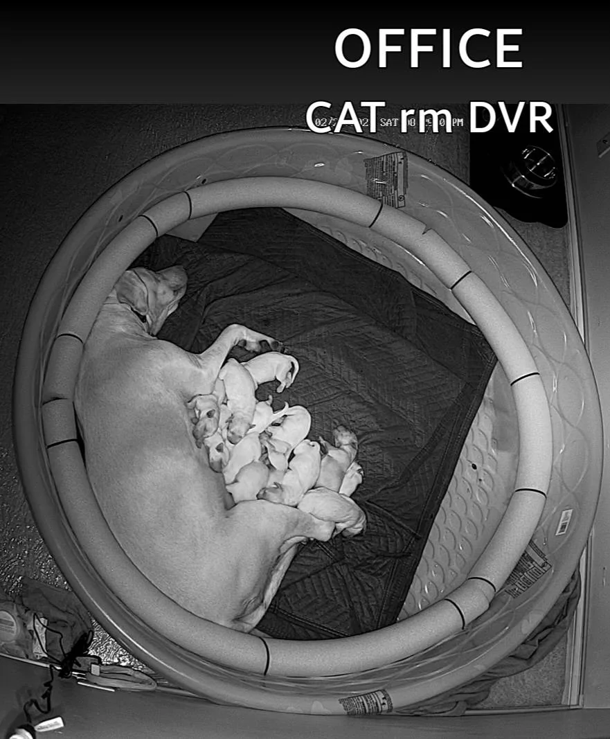 Screenshot_20230225_202907_Night Owl Protect.webp