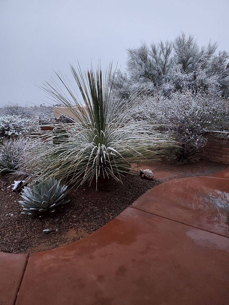 snow2023.jpg