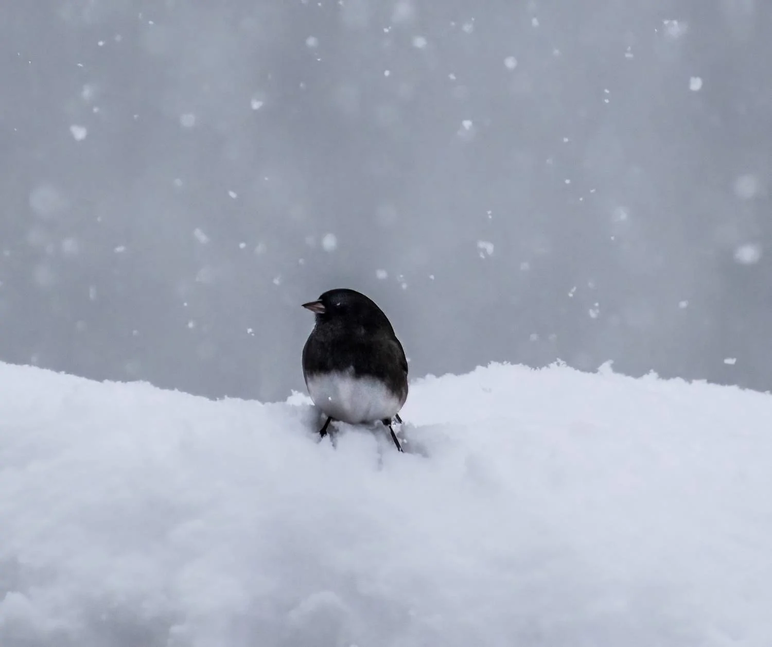 junco 3.4.23small.webp