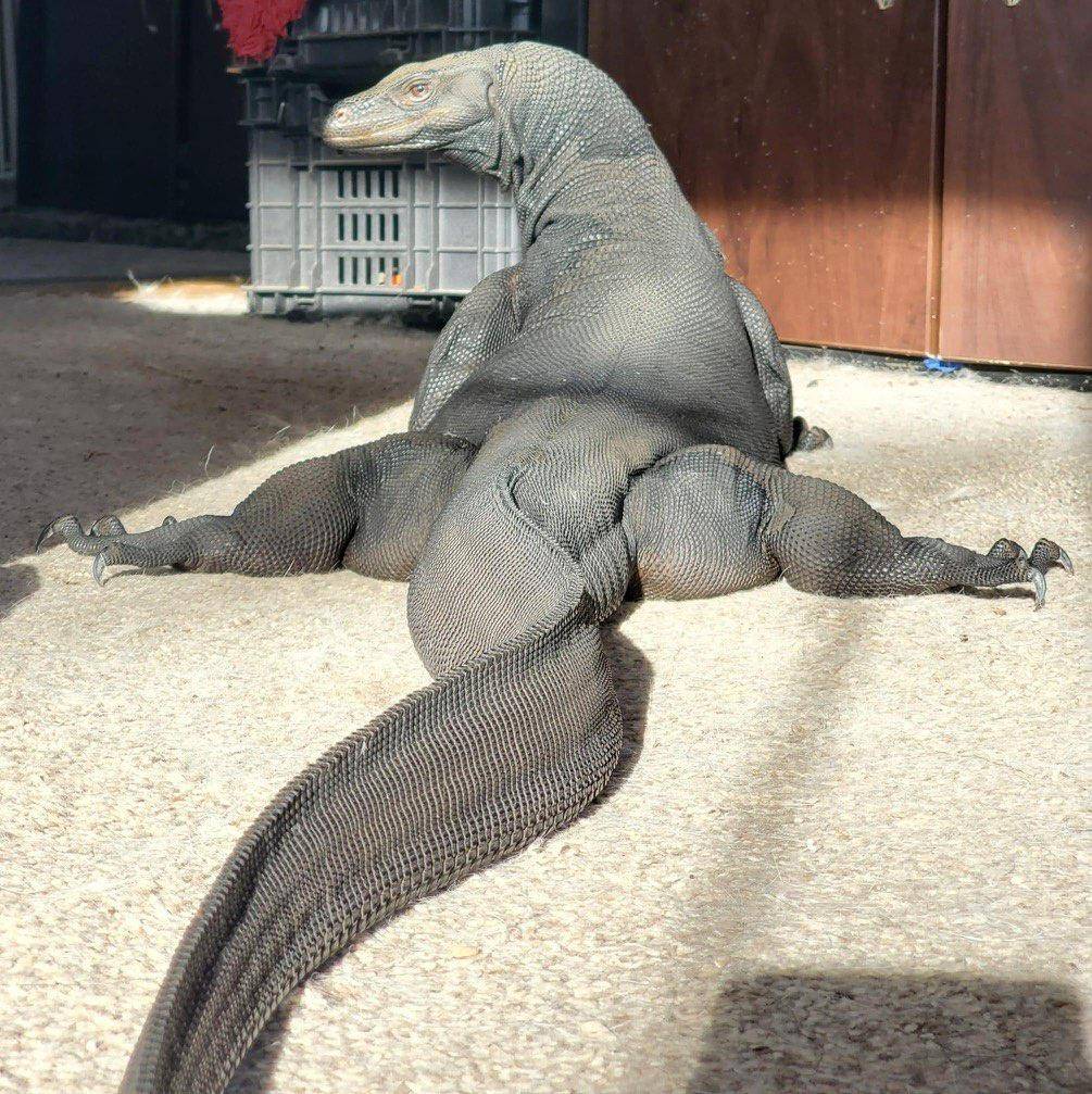 komodo-dragon-v0-eyypwpsicbh81.jpg