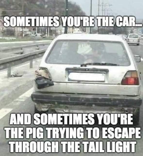 Pig.jpg