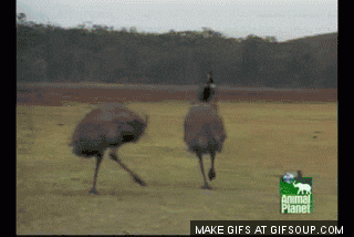 327EBDFB-70DB-49F7-A77B-F22FFAAF6542.gif