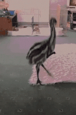 17B1788F-D8DF-466E-9D76-ECDFE1526843.gif