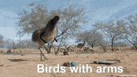 545A6B3D-455F-4DB0-9D51-C10C6657C80E.gif