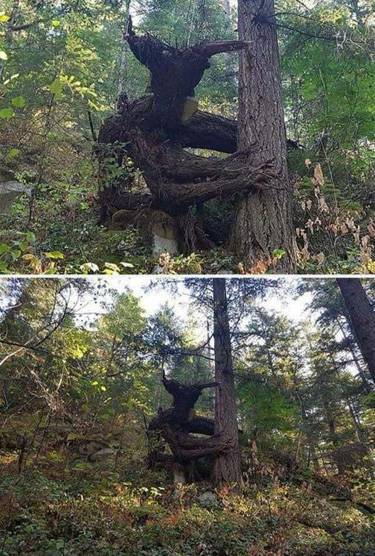 TreeMonster375.jpg