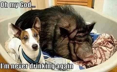 Pig_N_Dog.jpg