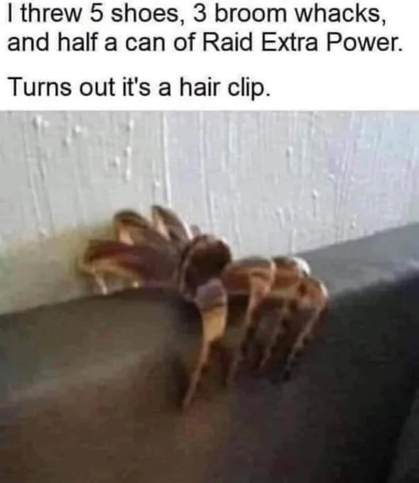 Spider.webp
