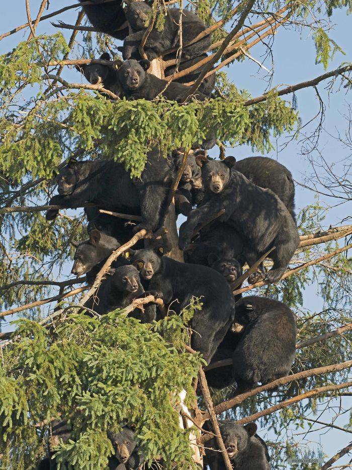 bearTree.jpg