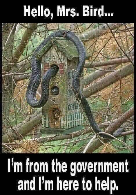 Bird.jpeg