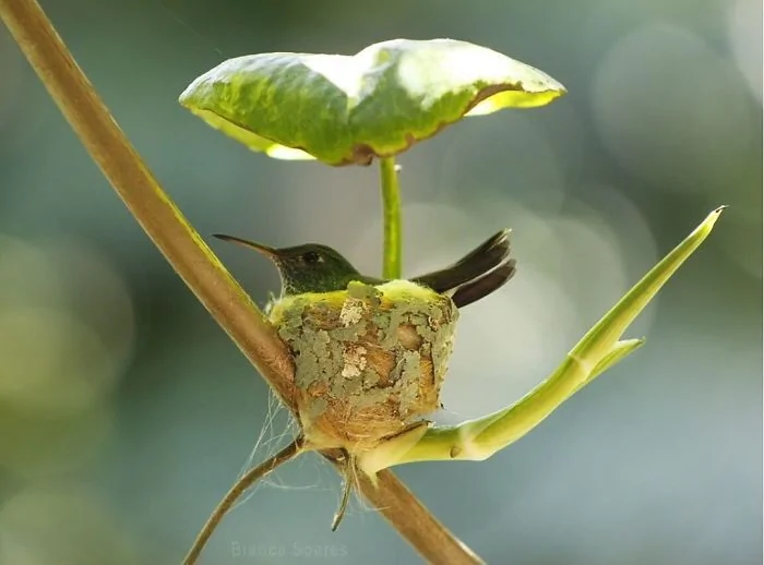 humming bird.jpg