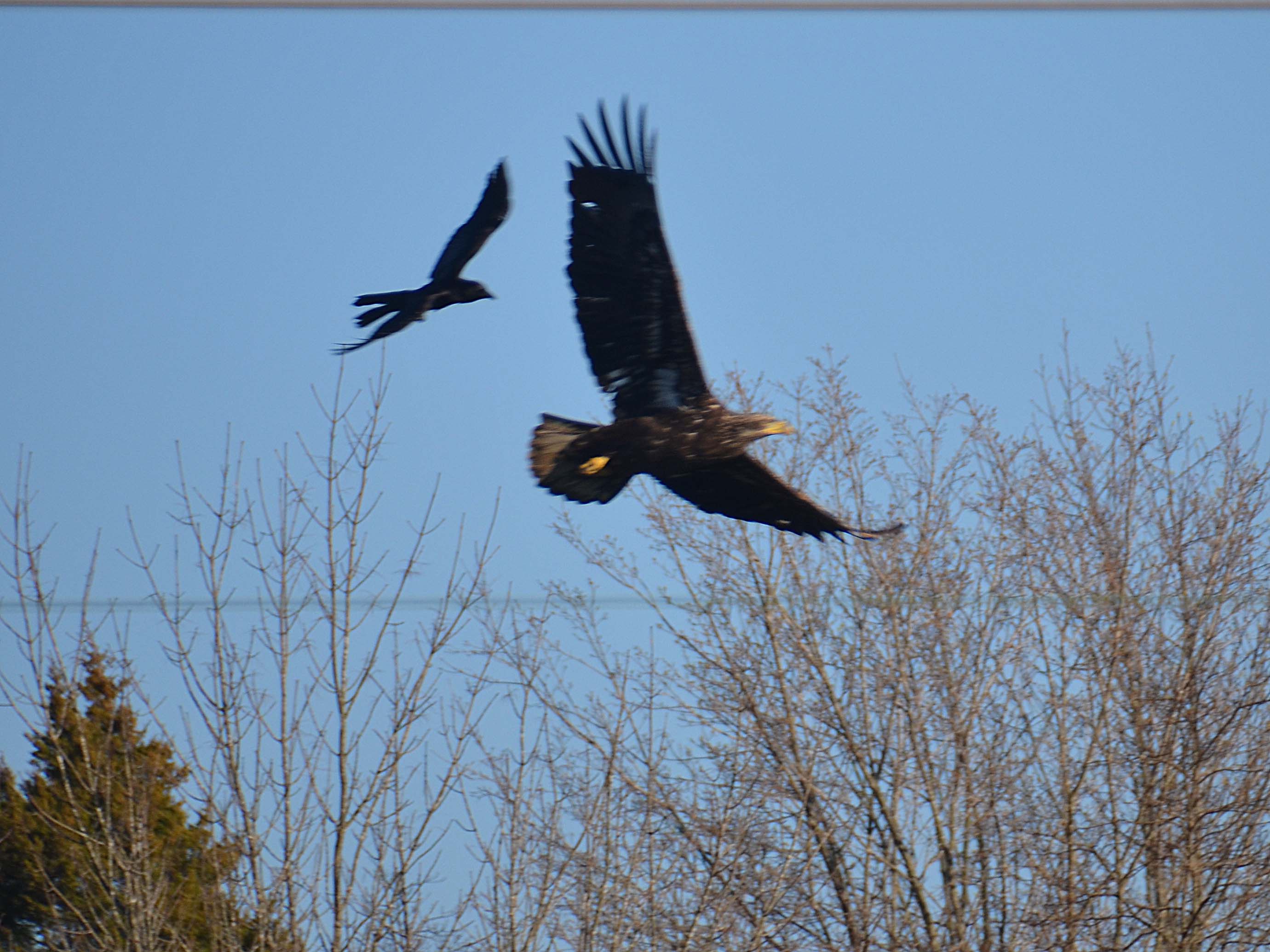 Eagle 01  3_14_23.jpg