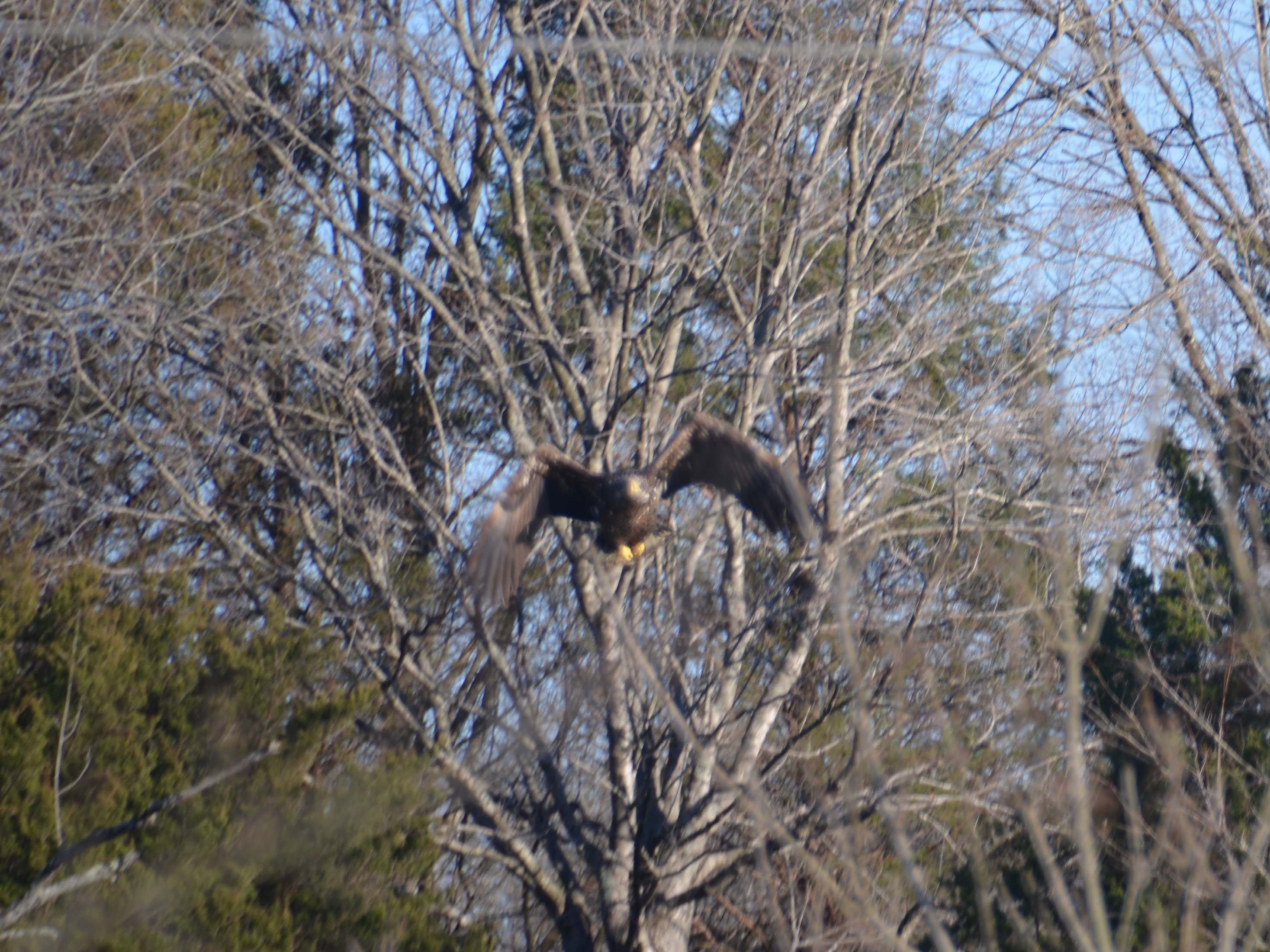 Eagle 3_14_23.jpg