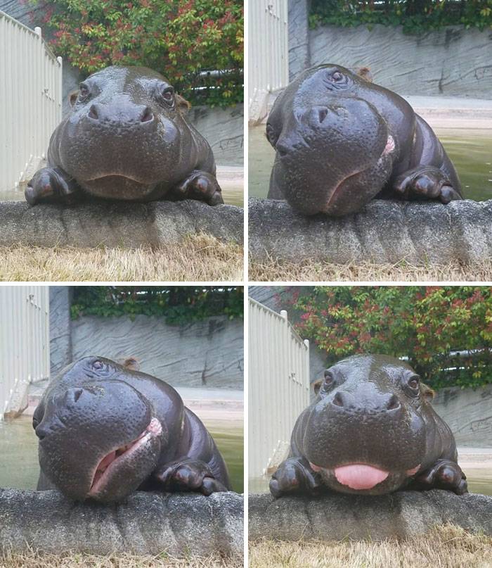 funny-animal-moments-205-5f1fd2b1d98e7__700.jpg