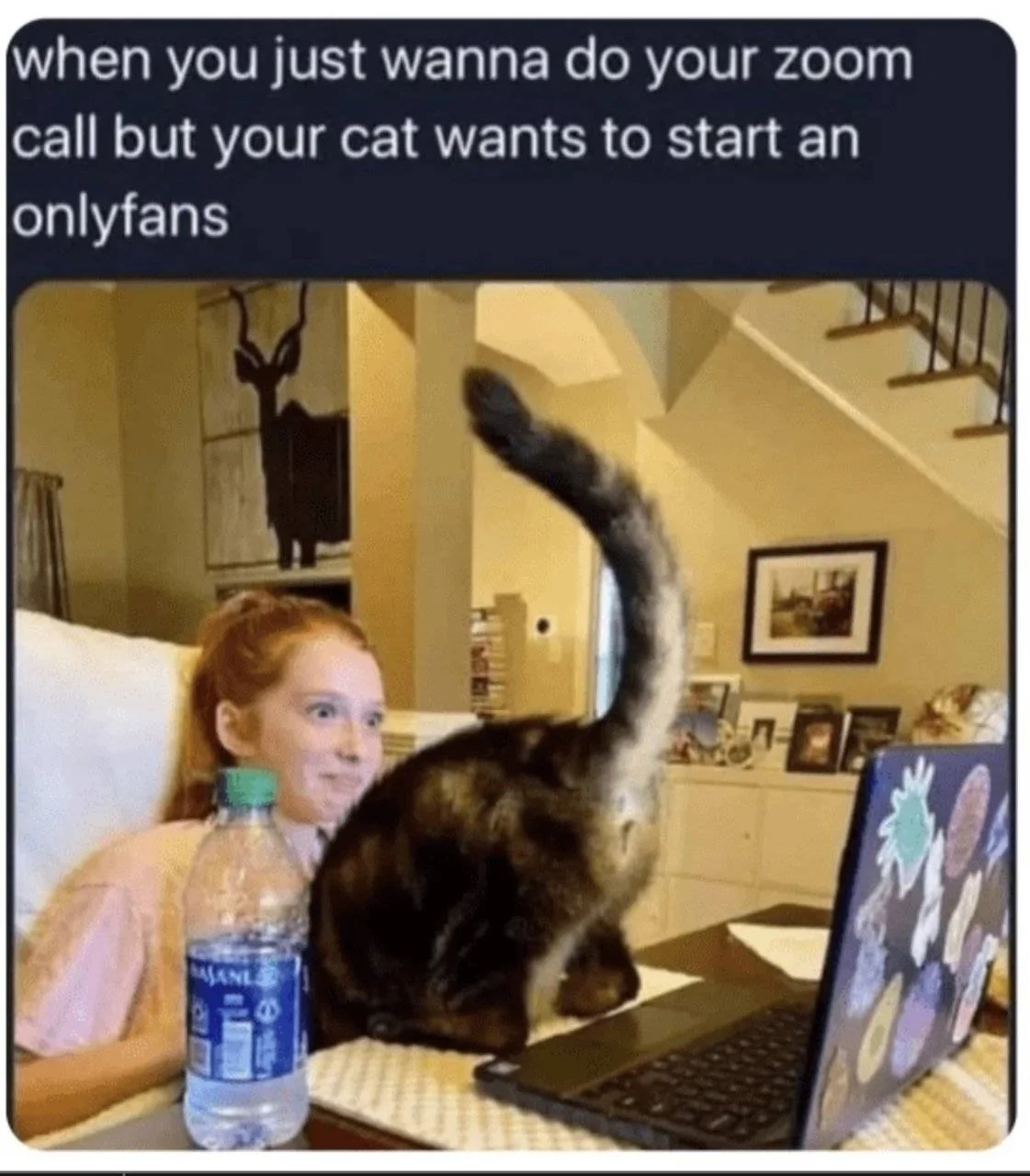 Cat Fans.webp