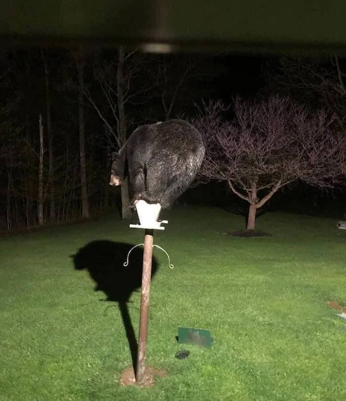 birdfeeder.webp