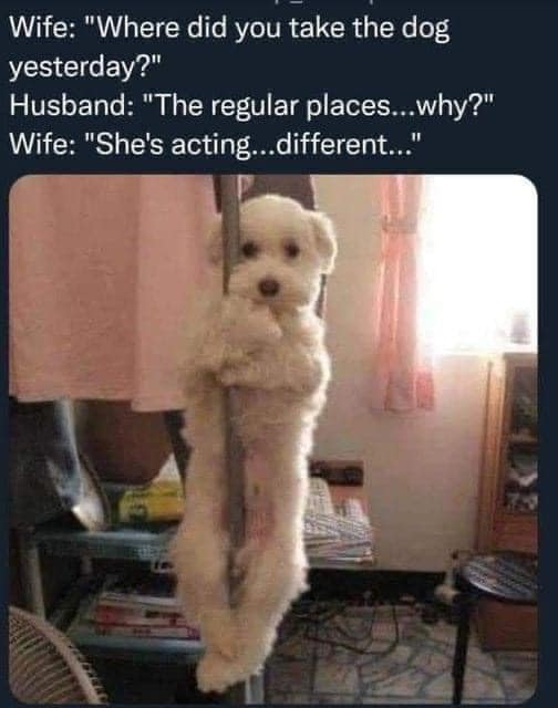 Dog.jpg