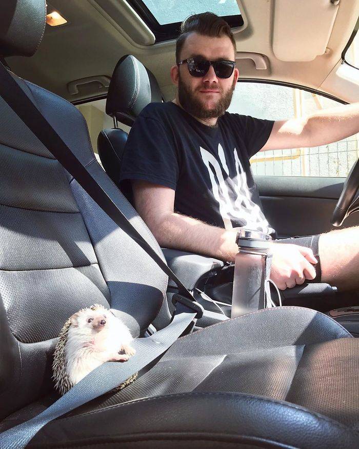 Hedgehog.jpg