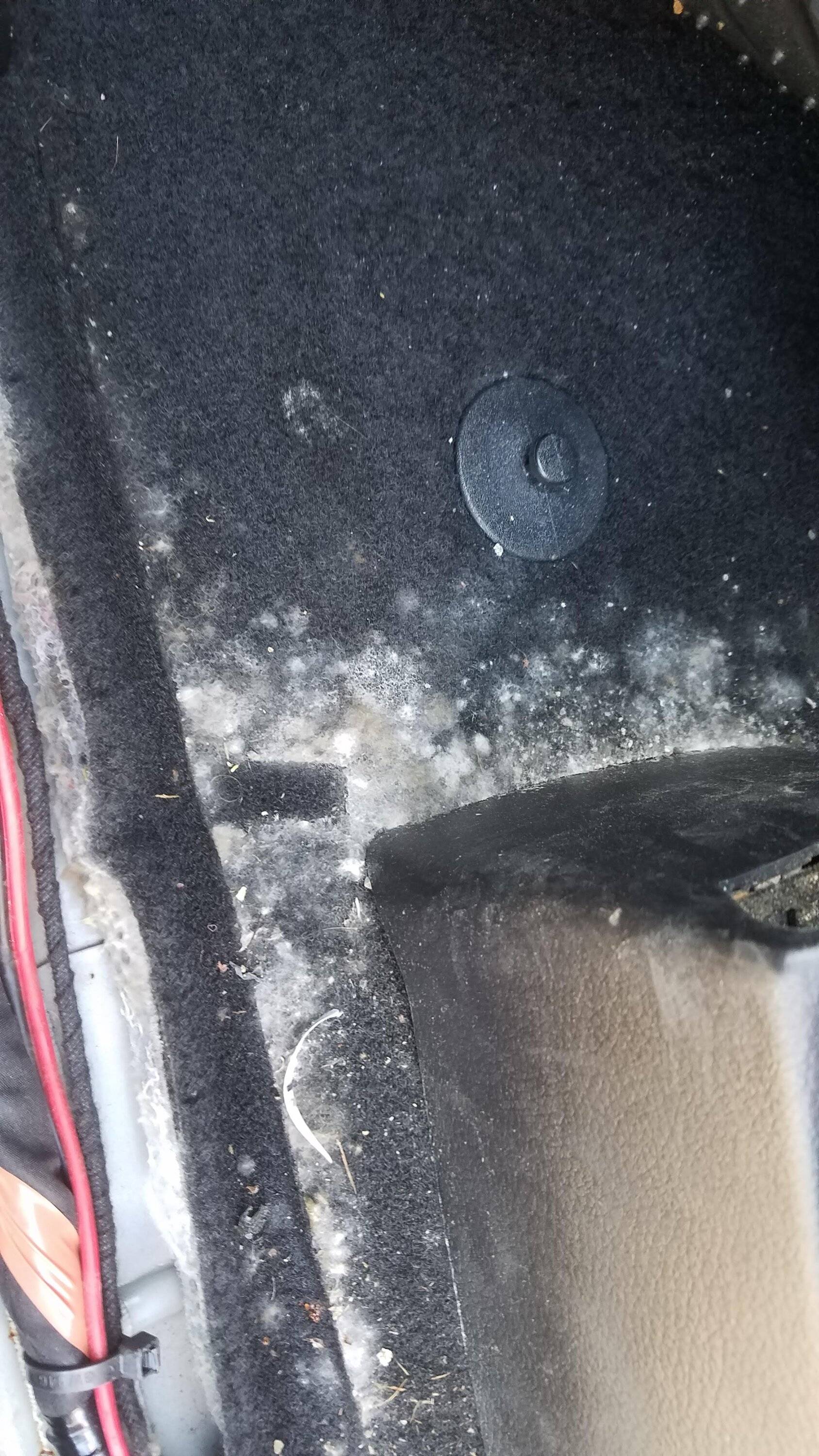 mold 1.jpg