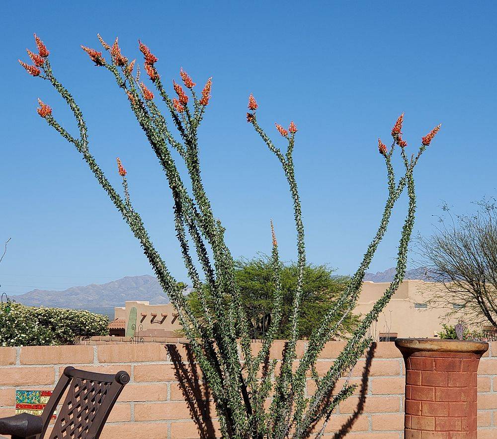 occotillo.jpg