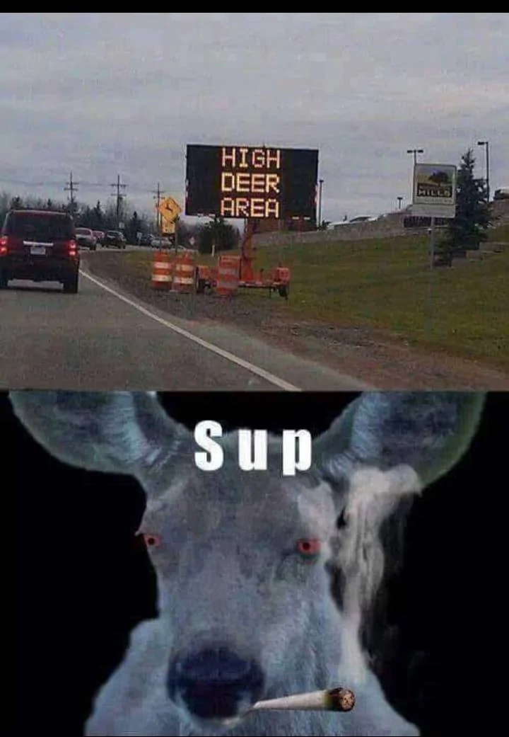 Deer.webp