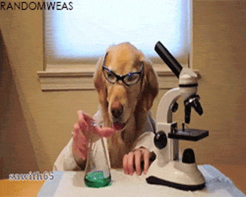 giphy (3).gif