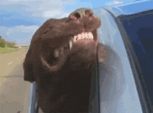 dog-smile.gif