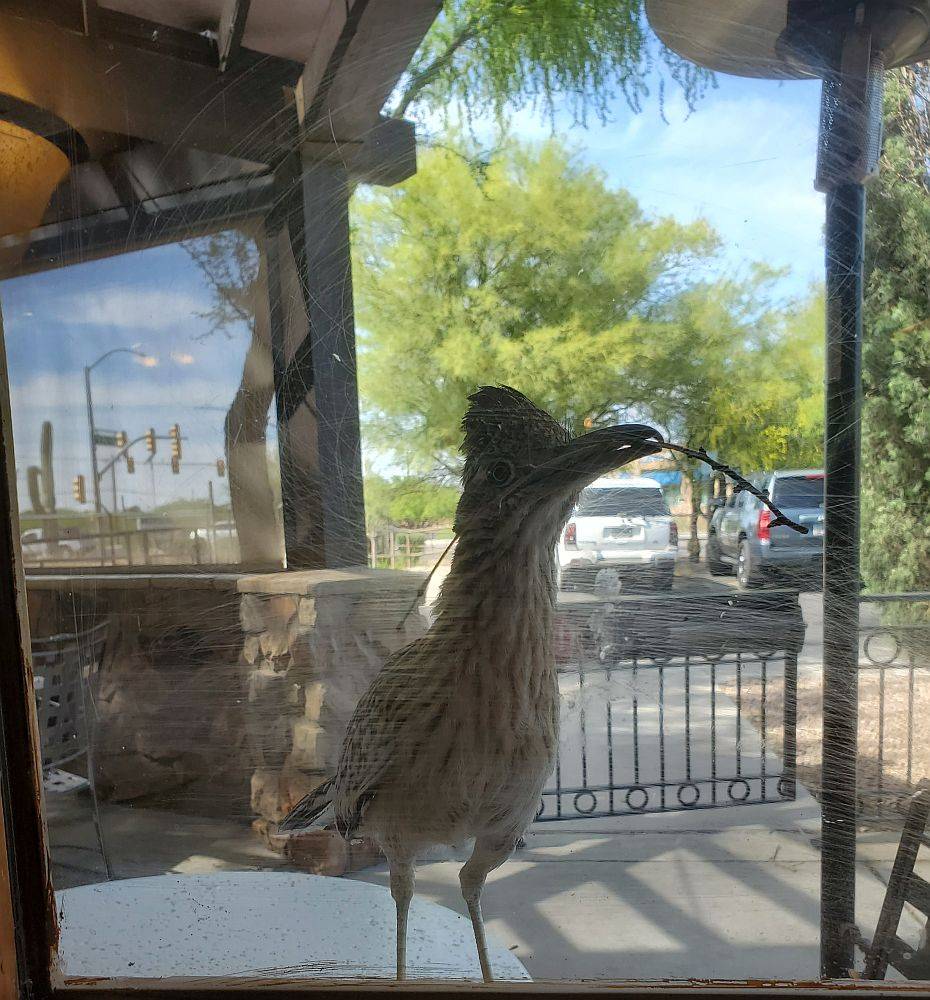 Roadrunner.jpg