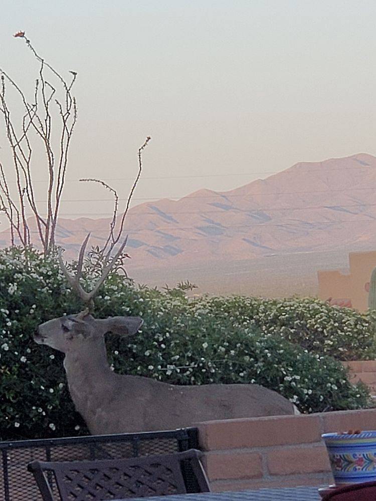 deer1.jpg