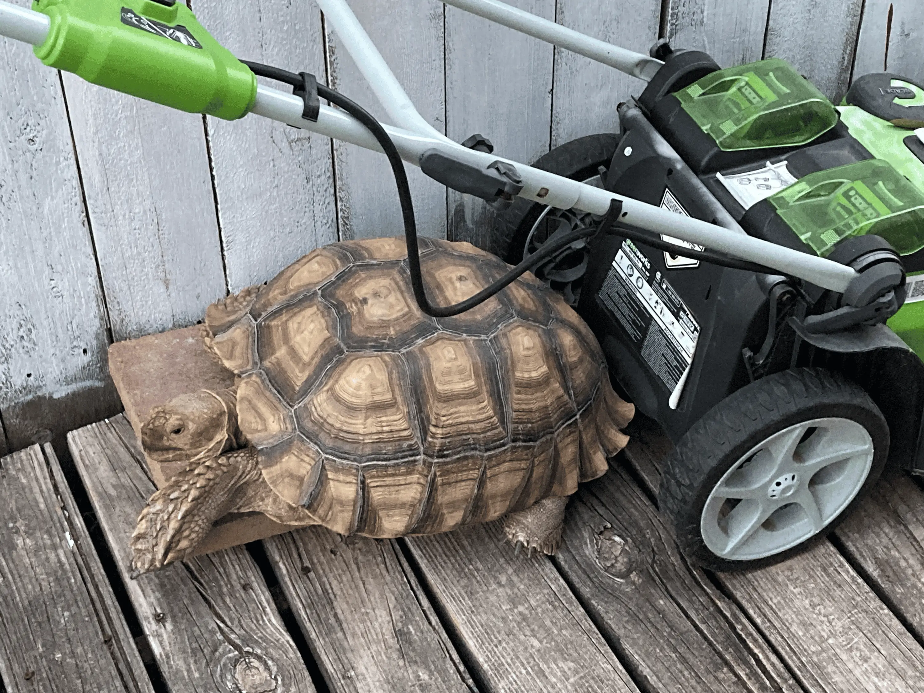 tempImageRqqGTi.webp