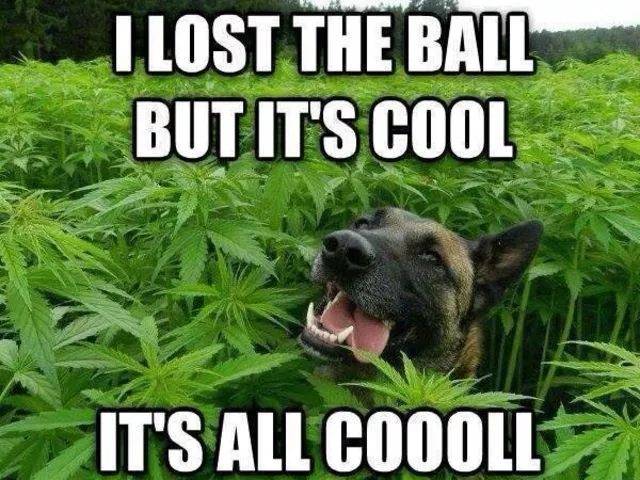 Lost Ball.jpg