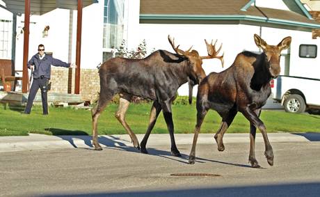 A01-moose2.jpg