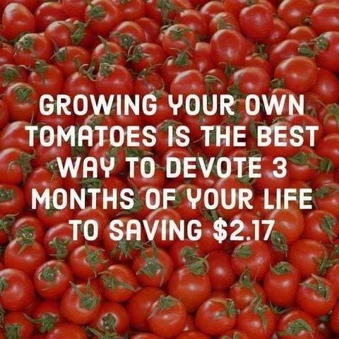 Growing tomatoes.jpg