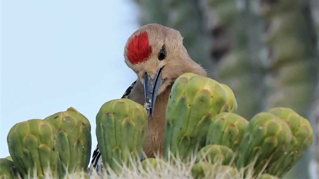 Gila Woodpecker.JPG