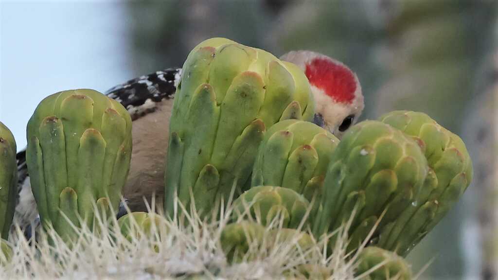 Gila Woodpecker2.JPG